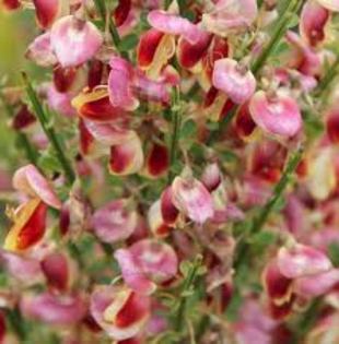 images (12) - Cytisus Scoparius Lena 150cm 40 lei