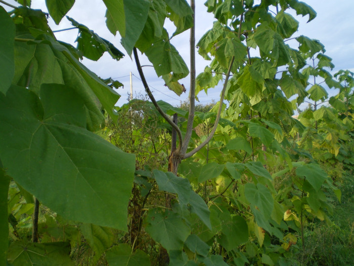 Picture 018 - Paulownia 2012