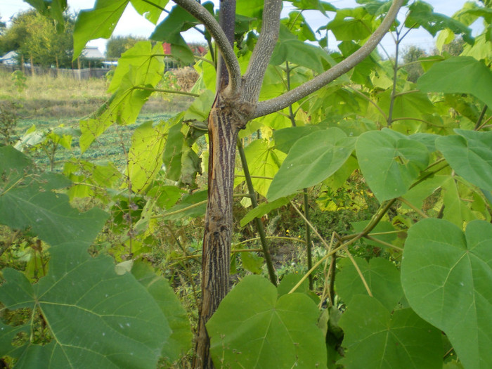 Picture 019 - Paulownia 2012