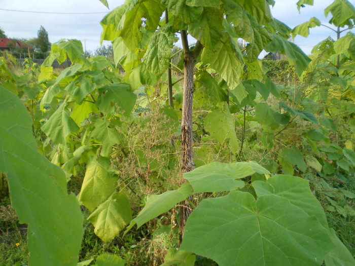 Picture 020 - Paulownia 2012