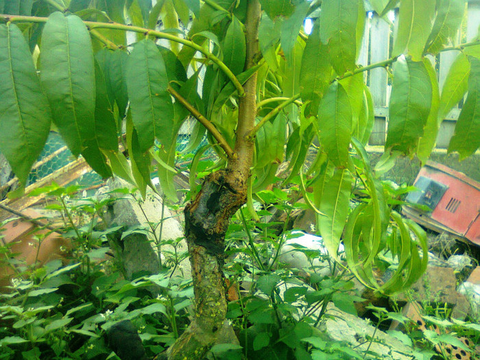 Piersic pe prun franc; vedere din apropiere
