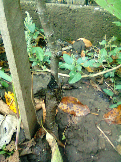 CIRES PE VISIN; din apropiere
