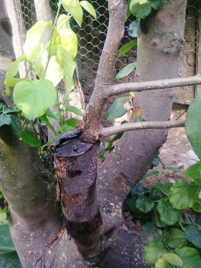 mar ionatan pe gutui; din apropiere
