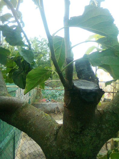 Alt mar pe gutui; ansamblu
