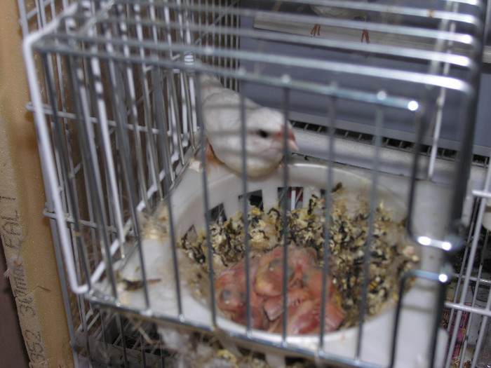 septembrie 2012; albi-albi
