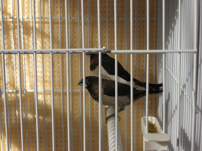 pereche noua formata; 2012
