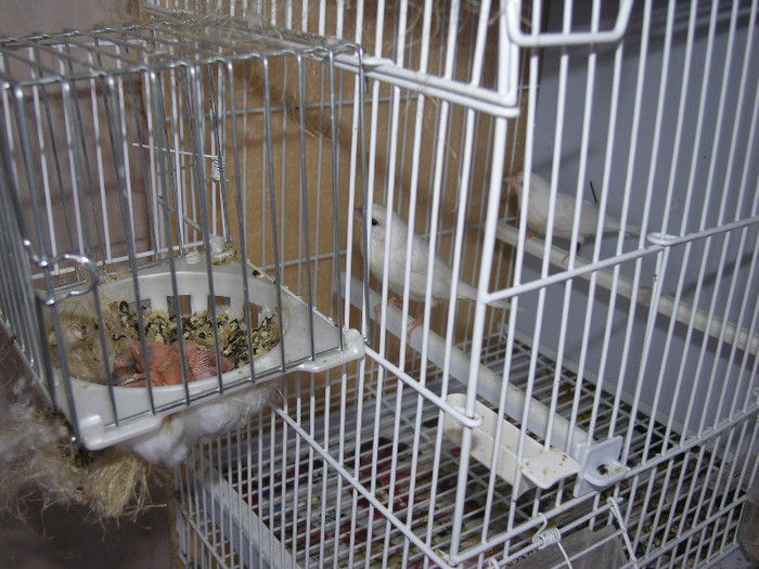 pereche alba cu puiuti de 7 zile