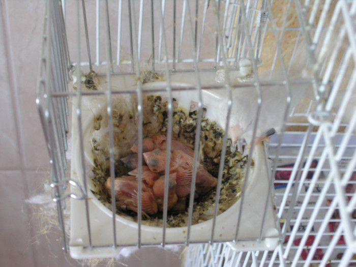 niste ingerasi  albi