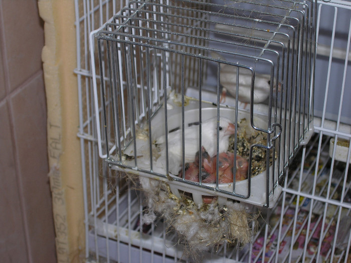 tot ei - albisorii mei; 2012
