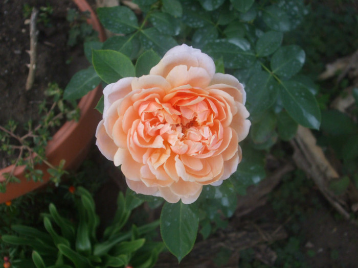 Parfum d'Orleans