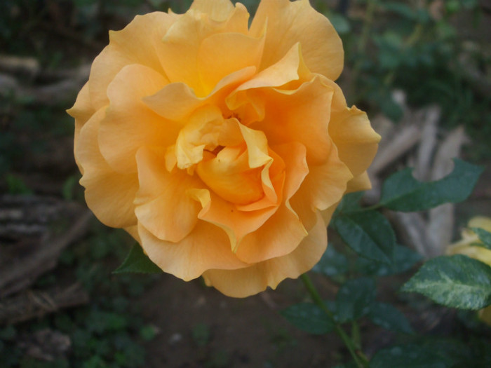 Goldelse