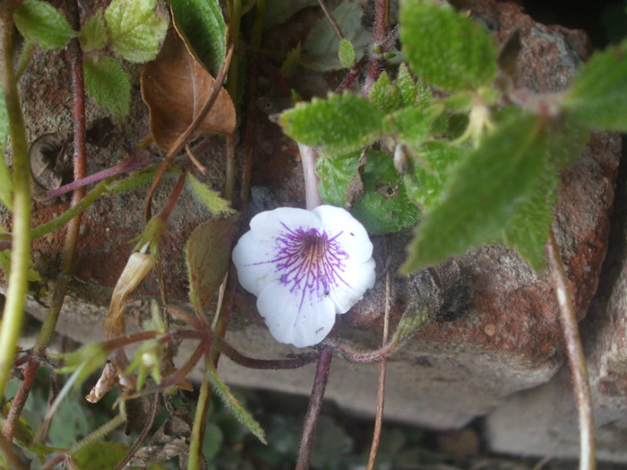 flori 2012 1230