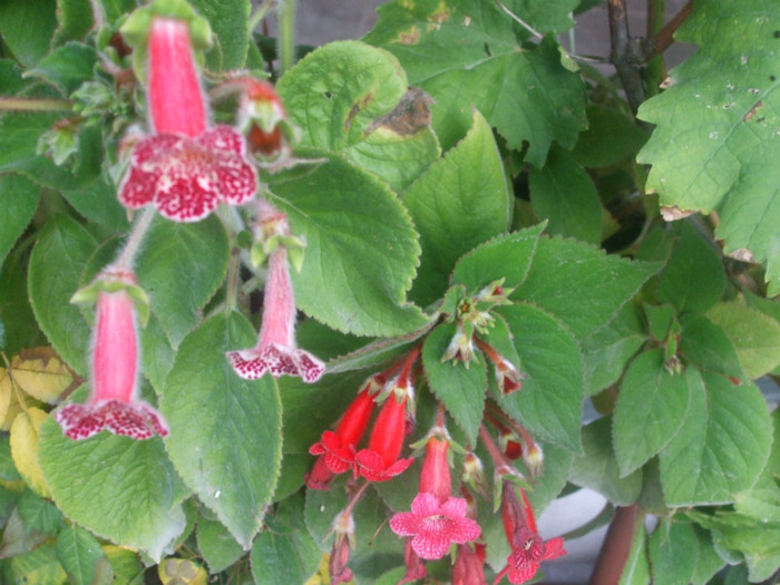 flori 2012 1215