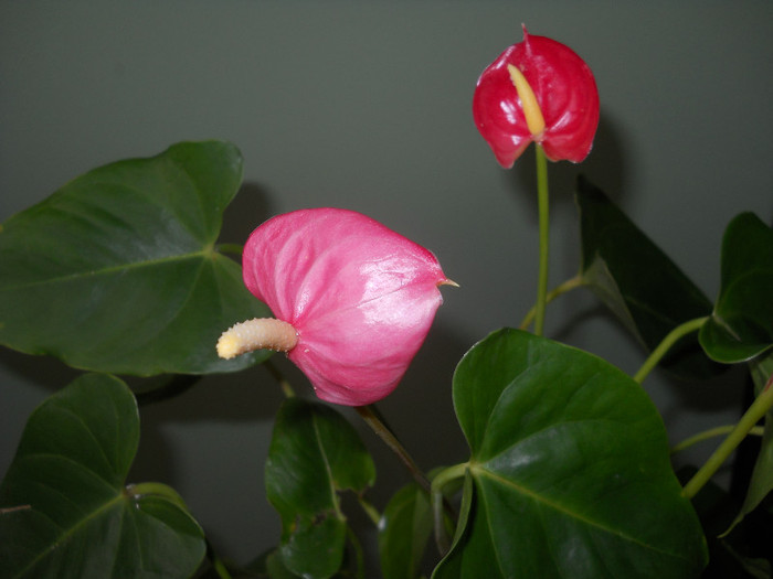 am o surioară - Plante