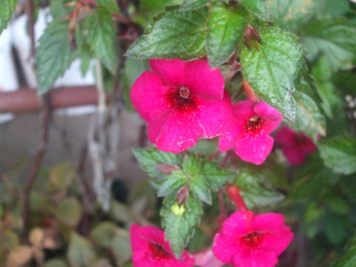 flori 2012 1212