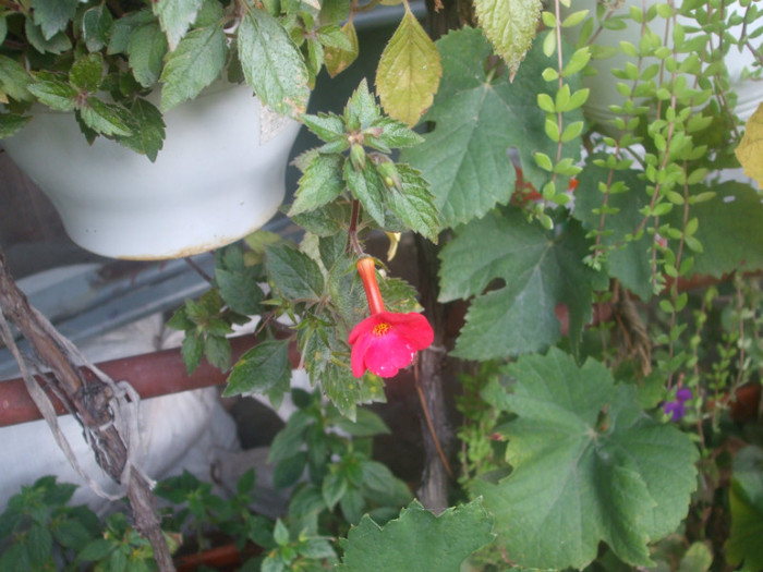 flori 2012 1210