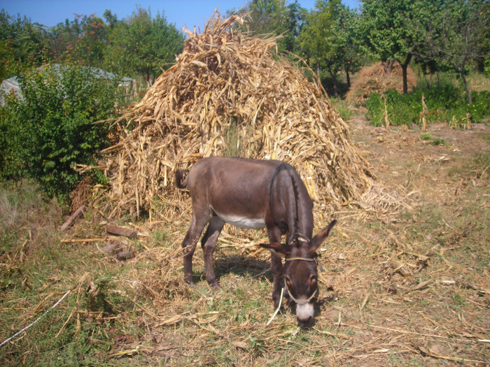 DSCN6391 - magarusul