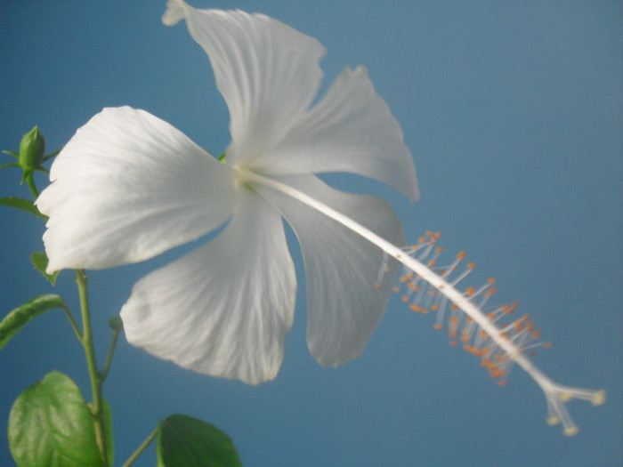 SDC19145 Hibiscus Swan Lake
