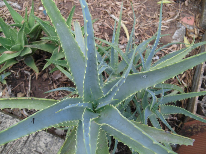 CIMG0259 - Aloe arborescens-experiment