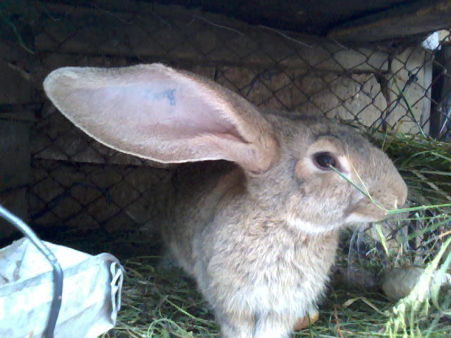 Fotografie0923 - 9-----iepuri