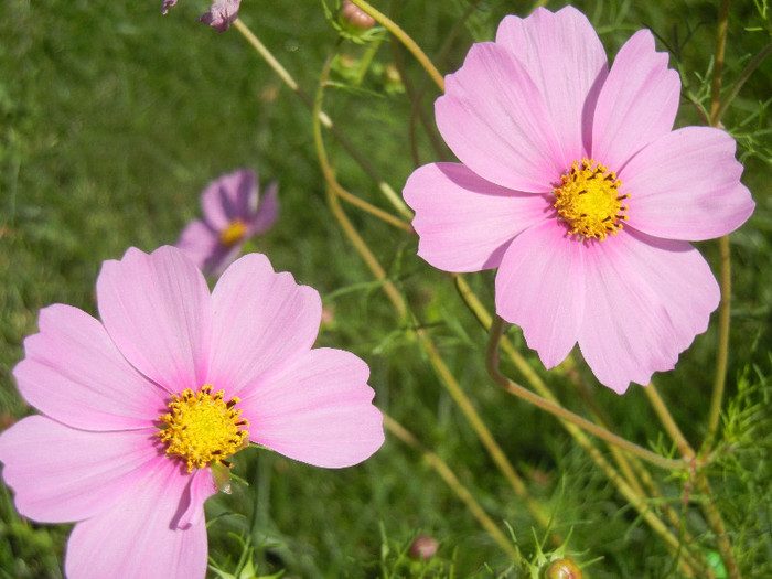 Cosmos bipinnatus (2012, Sep.24)