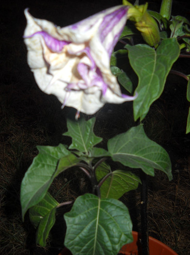 25.09.2012 - Datura-2012-2020 Bugmanisia