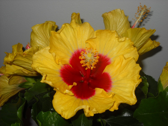  - HIBISCUS - 2012