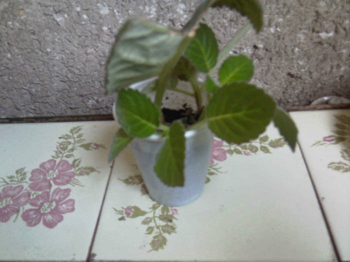 Puii de la Glimmer in detaliu