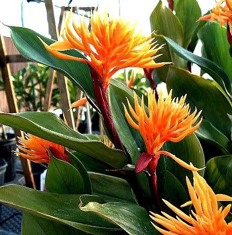 Burbidgea schizocheila