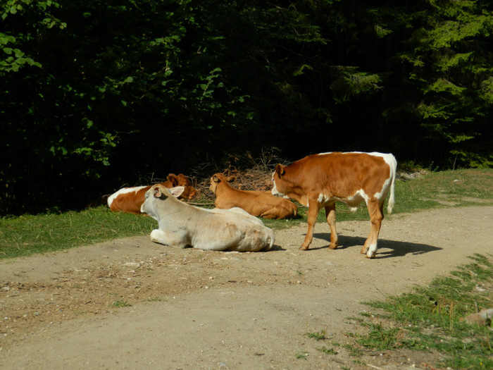 DSCN0865 - 4 Vacanta Septembrie 2012