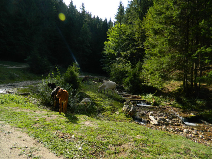 DSCN0866 - 4 Vacanta Septembrie 2012