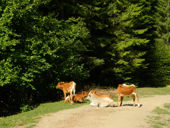 DSCN0868 - 4 Vacanta Septembrie 2012