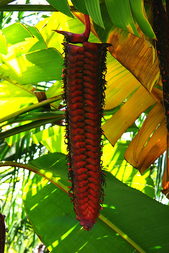 Heliconia mariae
