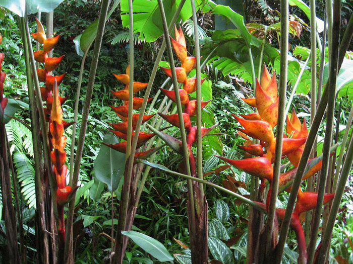 Heliconia champneana