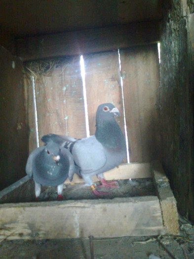 Imagine0632; 50 lei 2009
