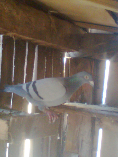 Porumbelul 01 - porumbei