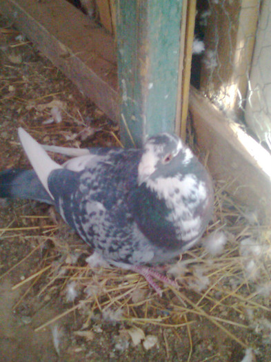 Porumbelul 02 - porumbei
