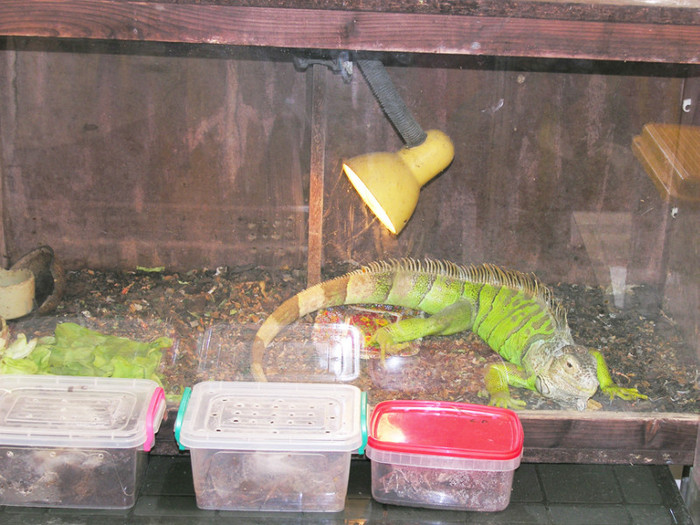 Iguana - 2012 Animal PARK-Iasi 21-23 sep