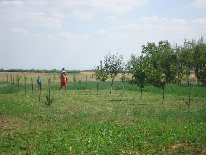 septembrie 2012 - Pomi fructiferi