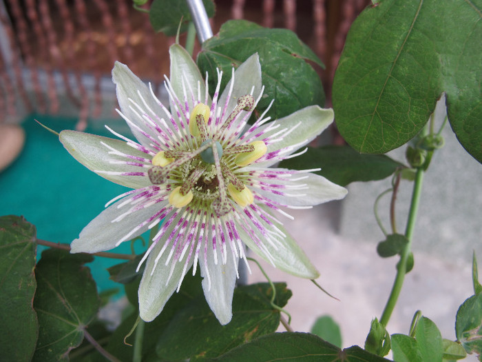 Passiflora St. Rule