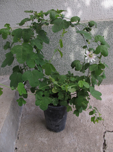 Passiflora St. Rule-planta - Passiflora