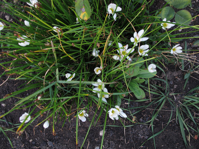 Zephirantes candida in gradina - Diverse plante