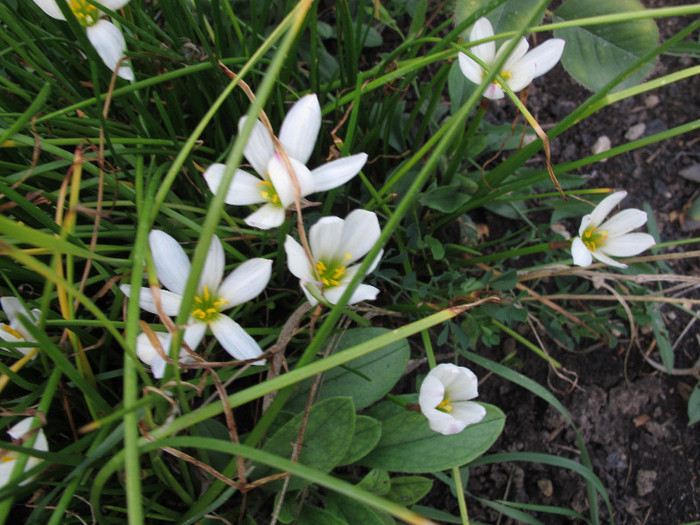 Zephirantes candida - Diverse plante