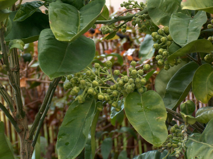 flori de pomelo