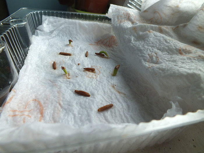 3b - 24 sept - Adenium obesum - germinare din seminte