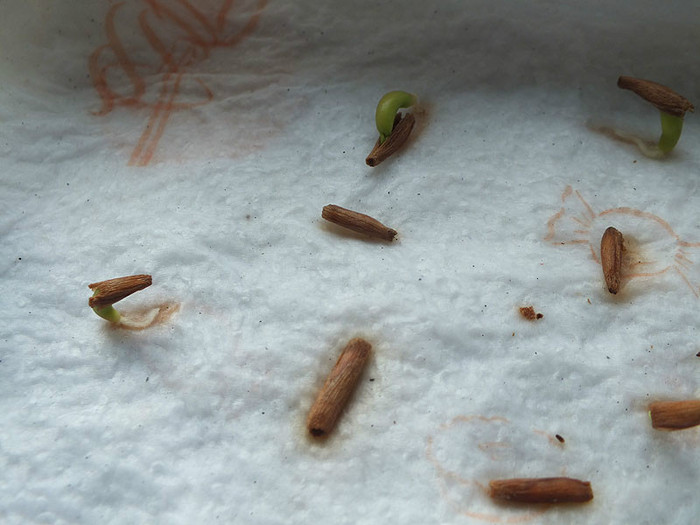 3c - 24 sept - Adenium obesum - germinare din seminte