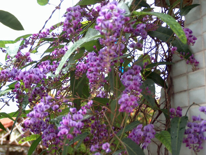 Hardenbergia violacea 'Happy Wanderer' - Purple Vine Lilac