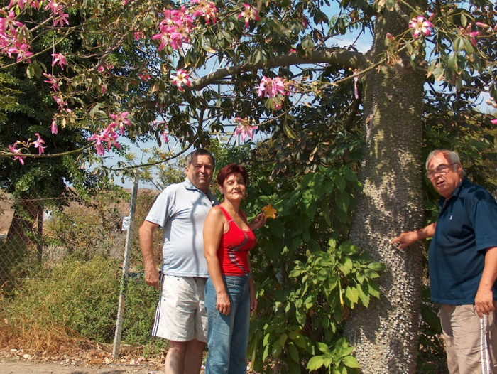 The silk floss tree (Ceiba speciosa, formerly Chorisia speciosa), is a species of deciduous tree nat - gradina-continuare