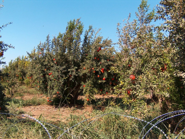 o livada de granate! - gradina-continuare