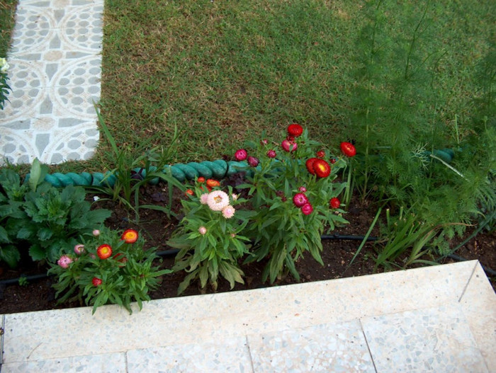 HPIM2693 - gradina-continuare